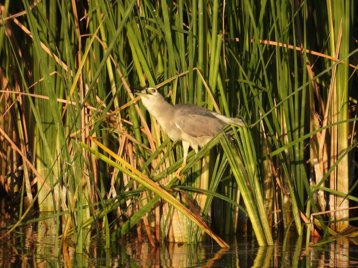 Black-crowned Night Heron - ML622194974