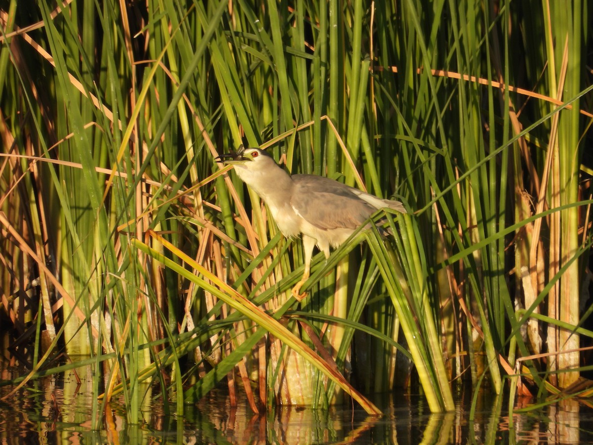 Black-crowned Night Heron - ML622194975