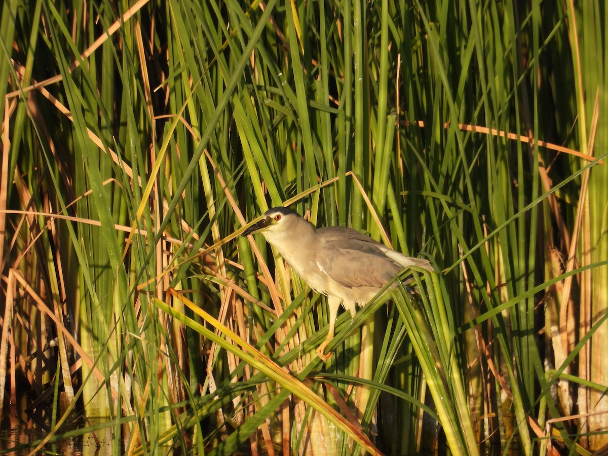 Black-crowned Night Heron - ML622194976