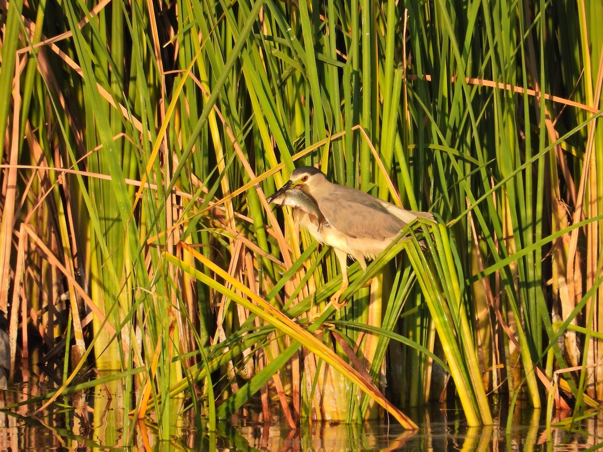 Black-crowned Night Heron - ML622194977