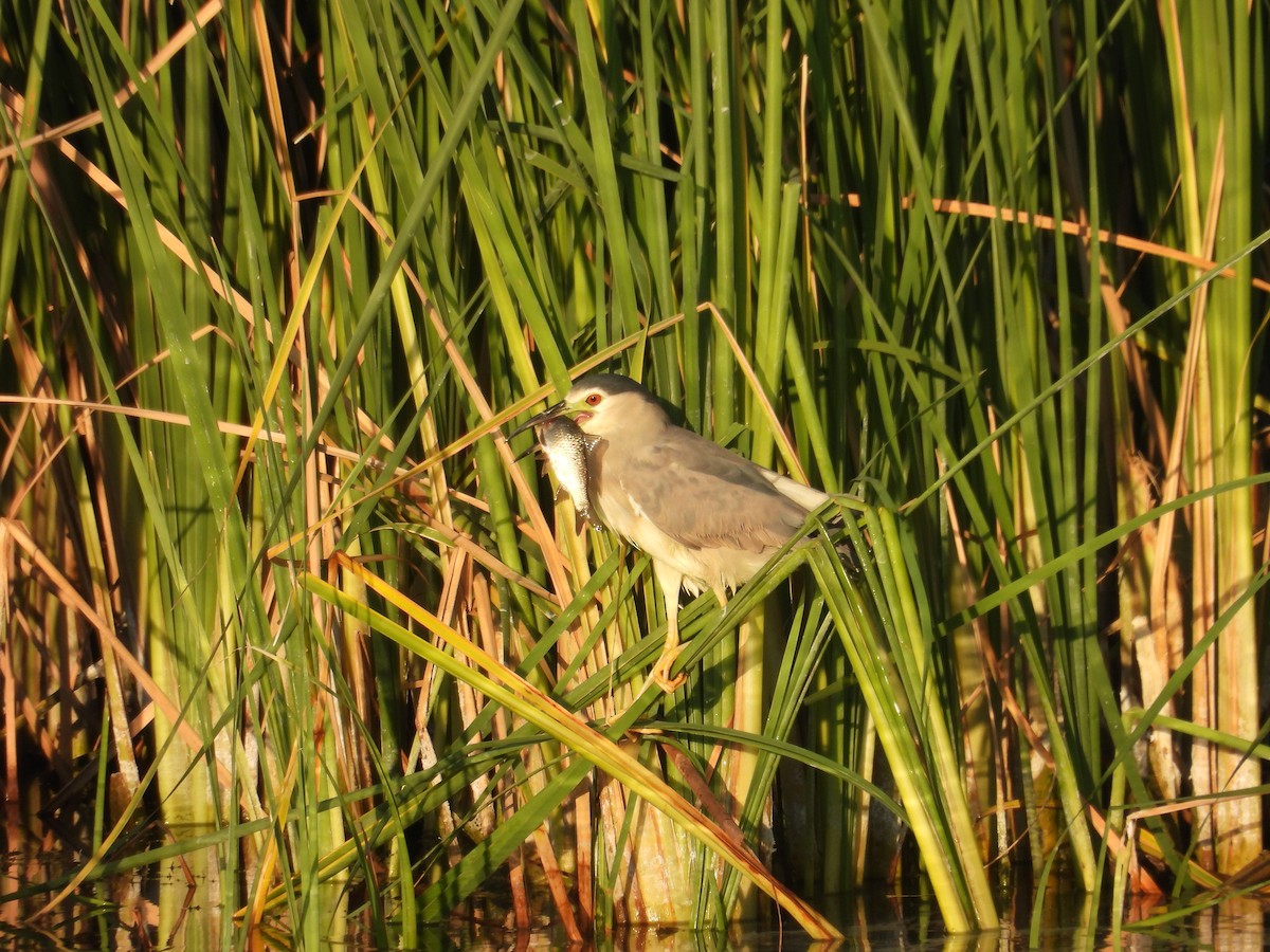 Black-crowned Night Heron - Murat Akkaya