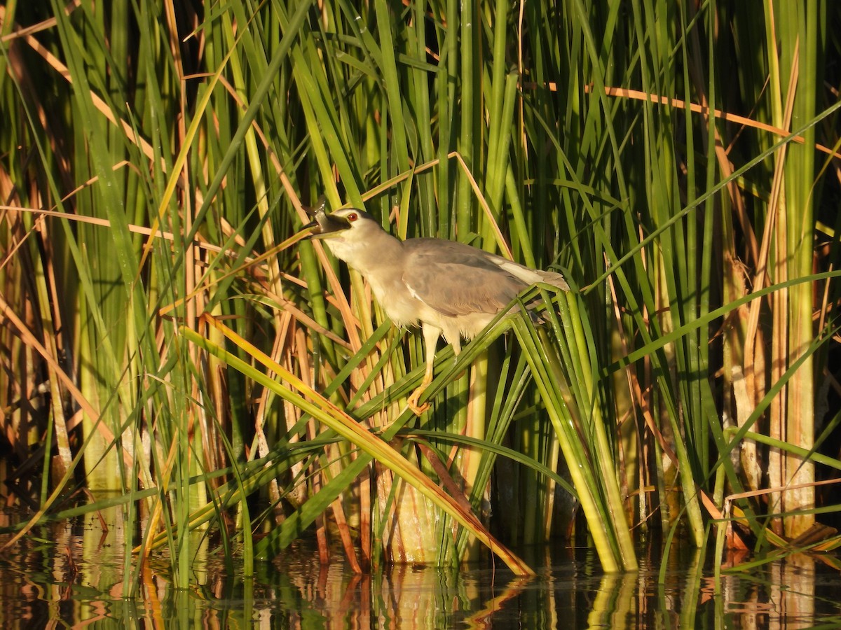 Black-crowned Night Heron - ML622194979