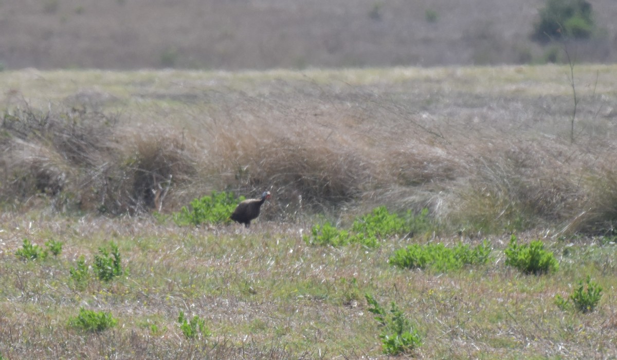 Helmeted Guineafowl (Domestic type) - ML622195010