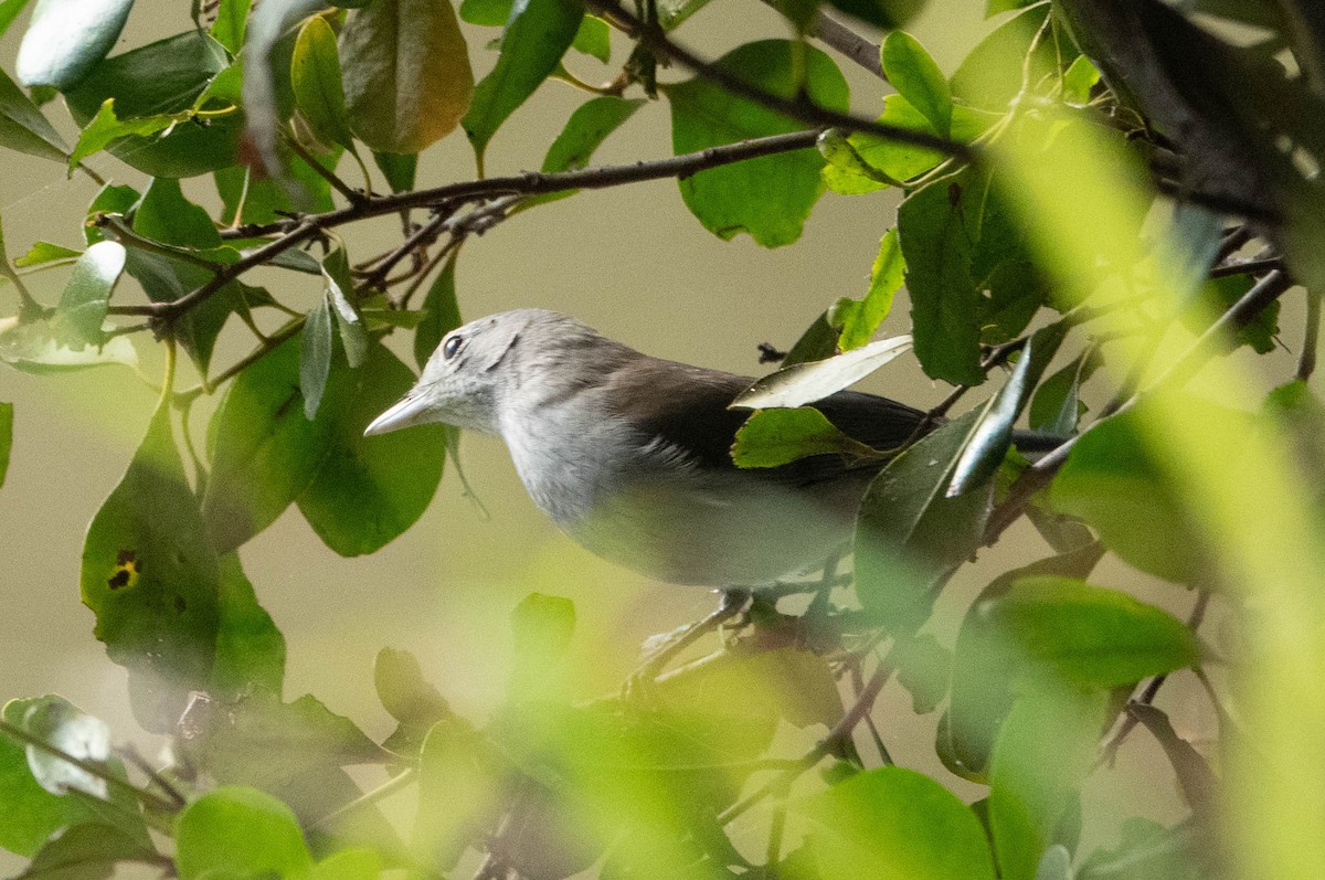 Gray Shrikethrush - ML622195076