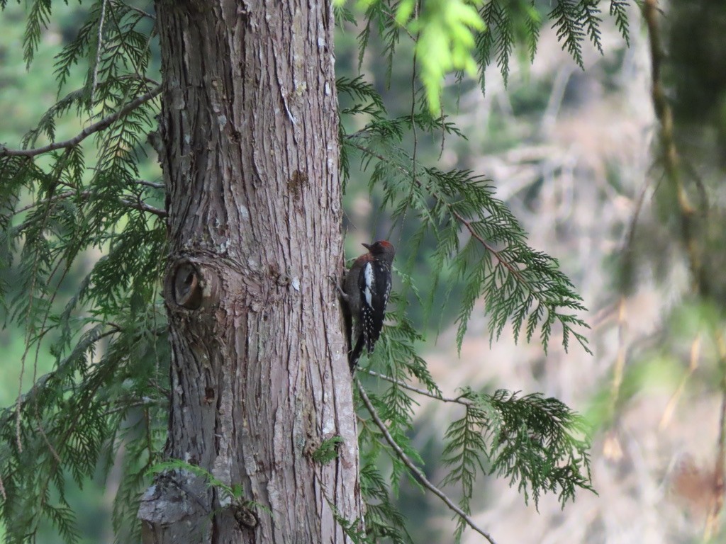 Red-breasted Sapsucker - ML622195083