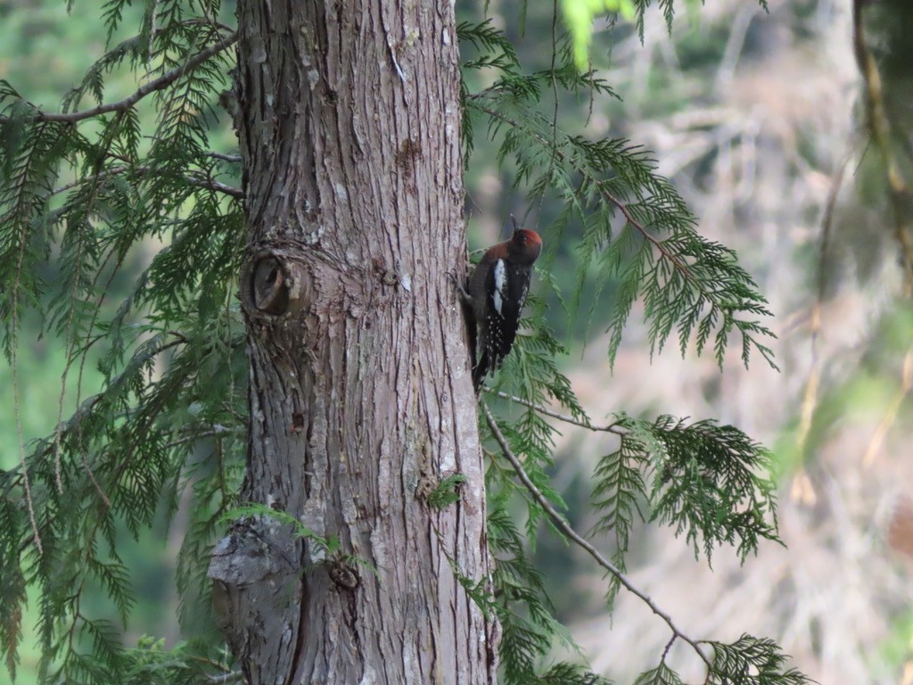 Red-breasted Sapsucker - ML622195084