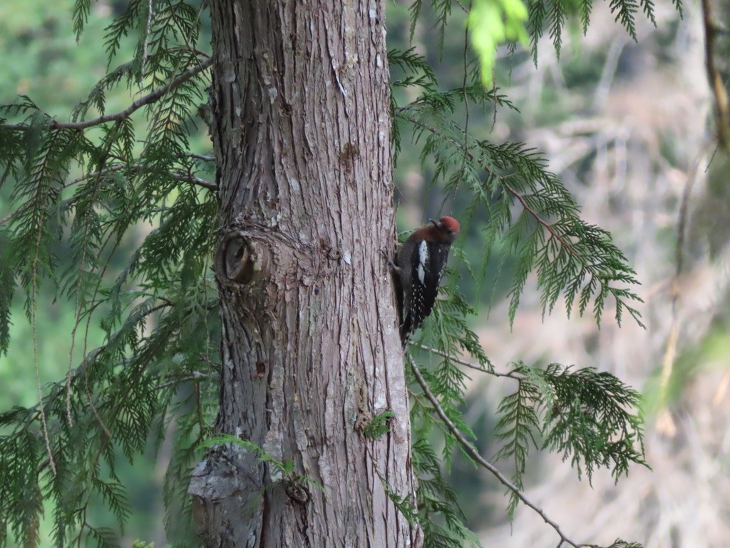 Red-breasted Sapsucker - ML622195085