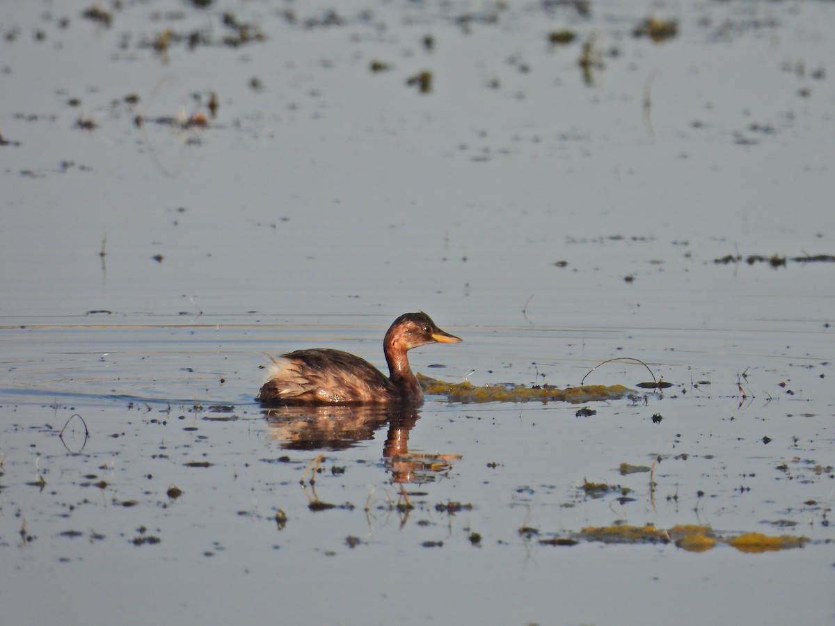 Little Grebe - ML622195086