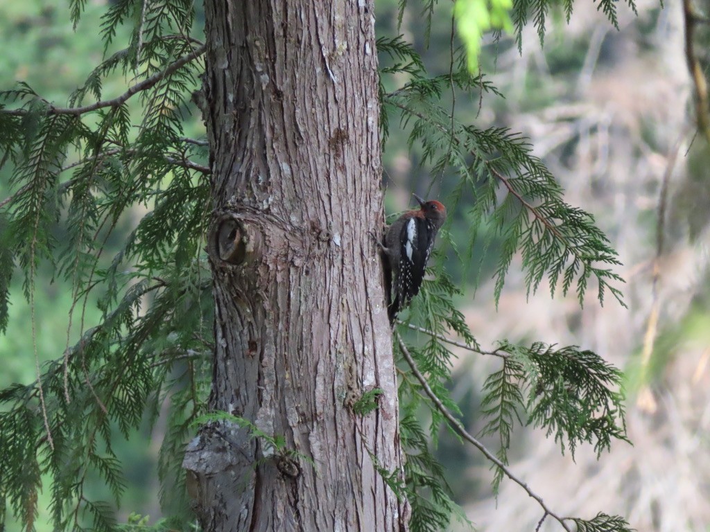 Red-breasted Sapsucker - ML622195088