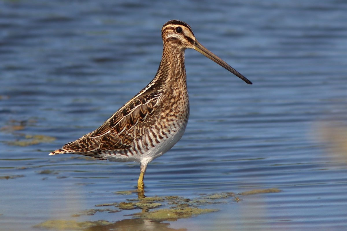 Common Snipe - ML622195090
