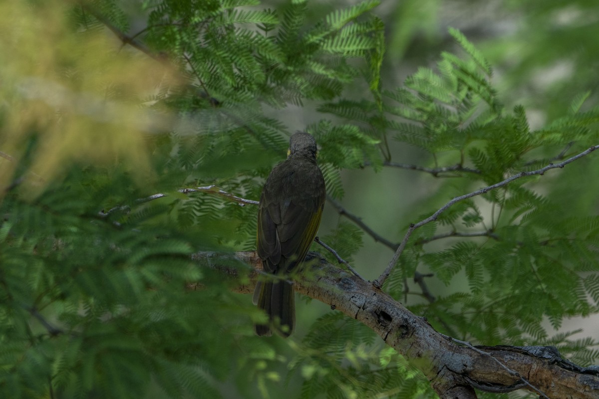 Streak-breasted Honeyeater - ML622195103