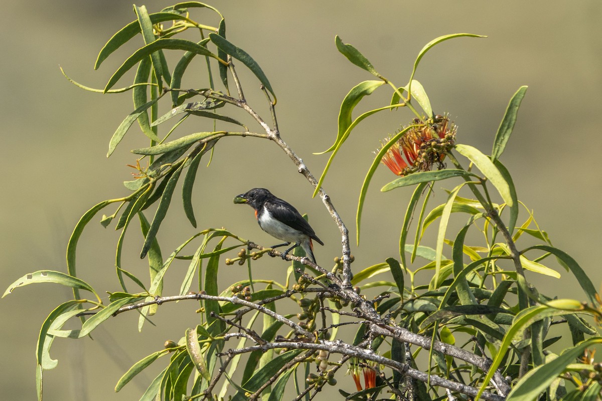 Red-chested Flowerpecker - ML622195107