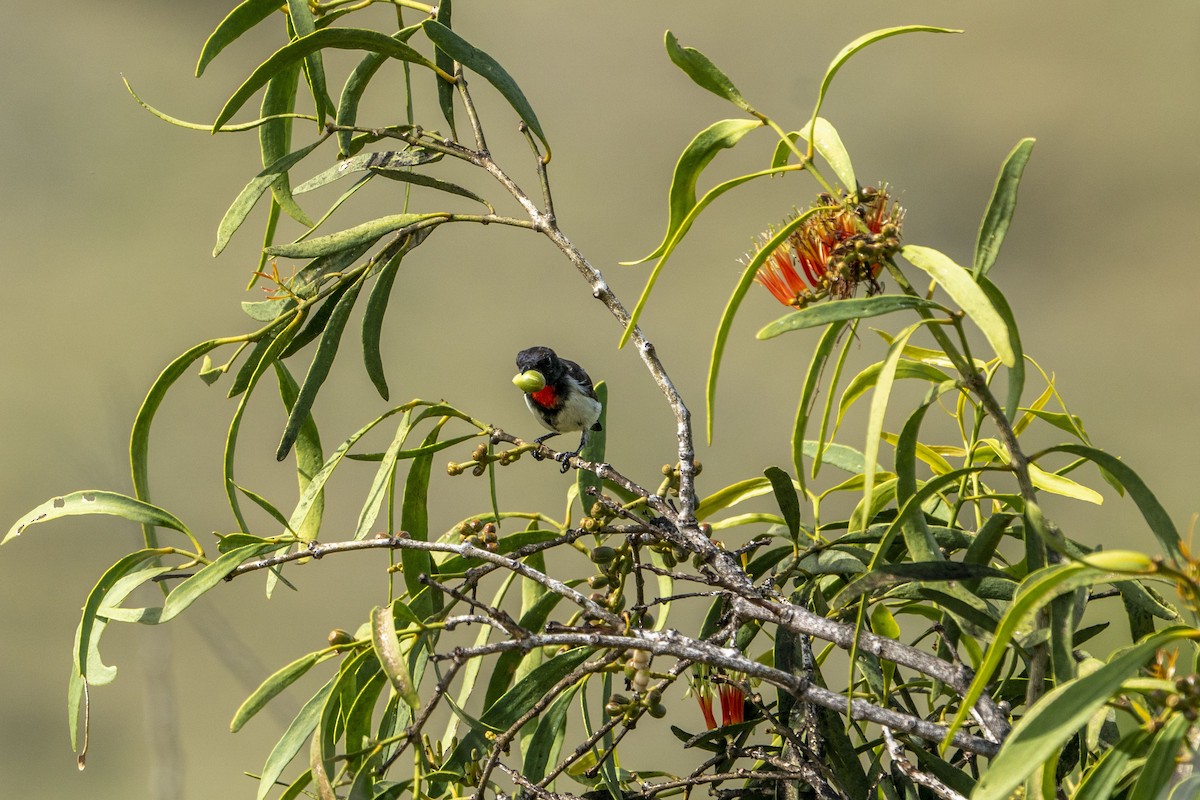 Red-chested Flowerpecker - ML622195108