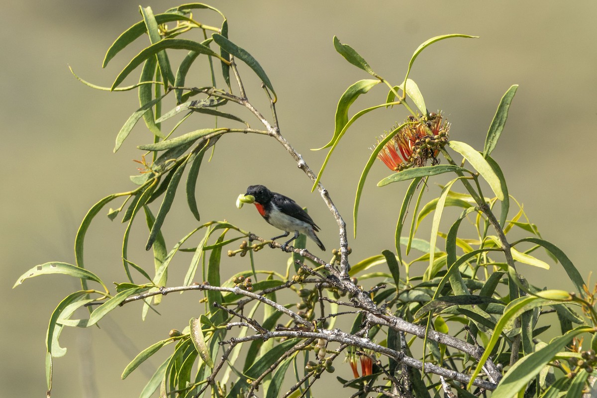 Red-chested Flowerpecker - ML622195109