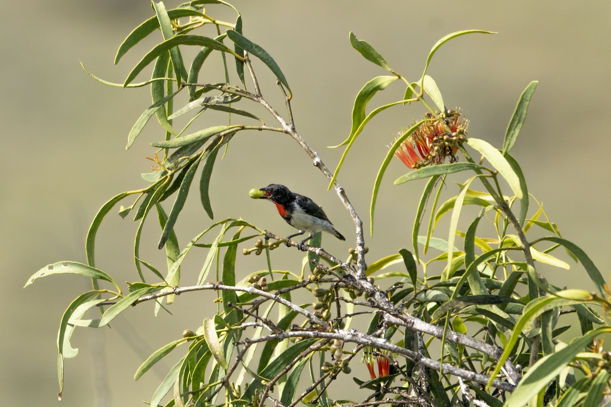 Red-chested Flowerpecker - ML622195110