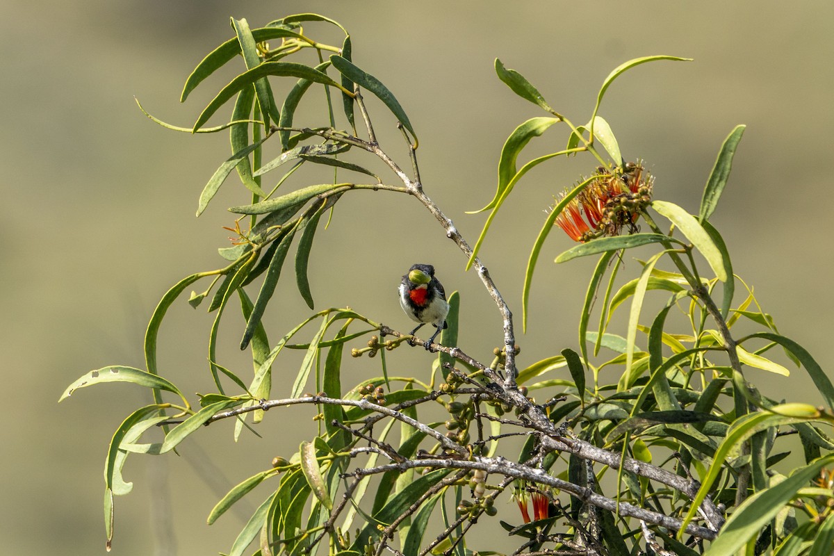 Red-chested Flowerpecker - ML622195111