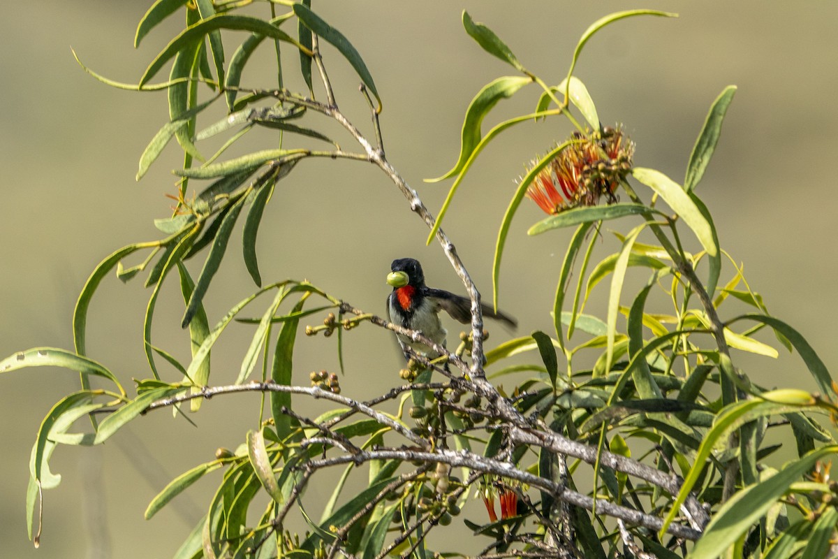 Red-chested Flowerpecker - ML622195112