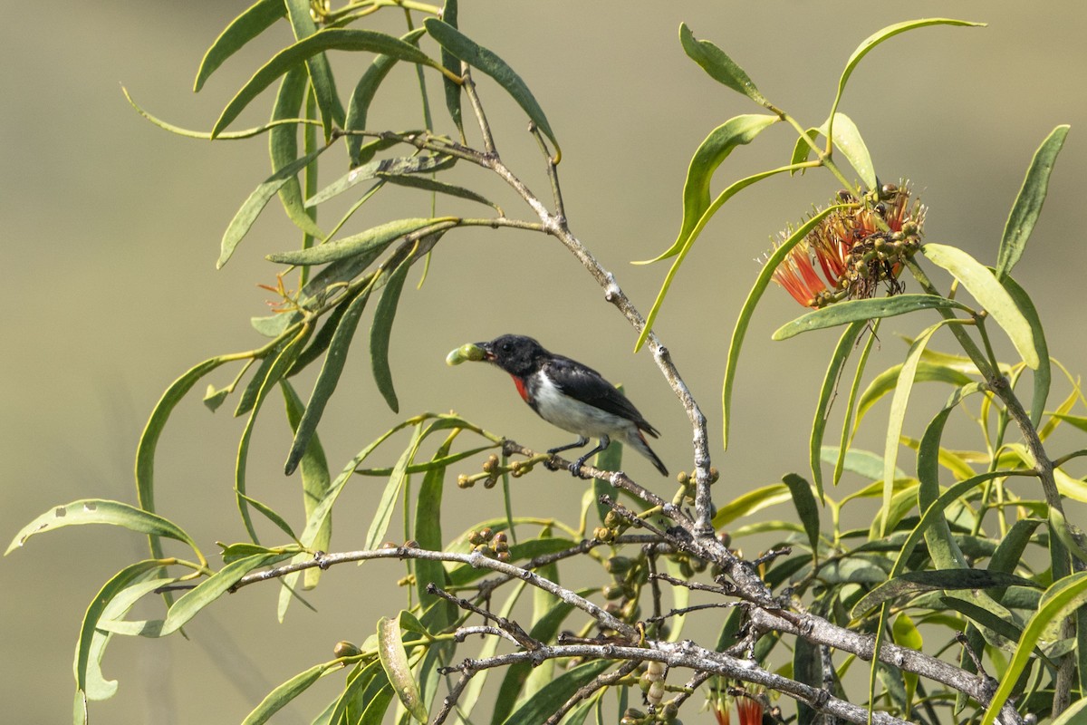 Red-chested Flowerpecker - Jafet Potenzo Lopes