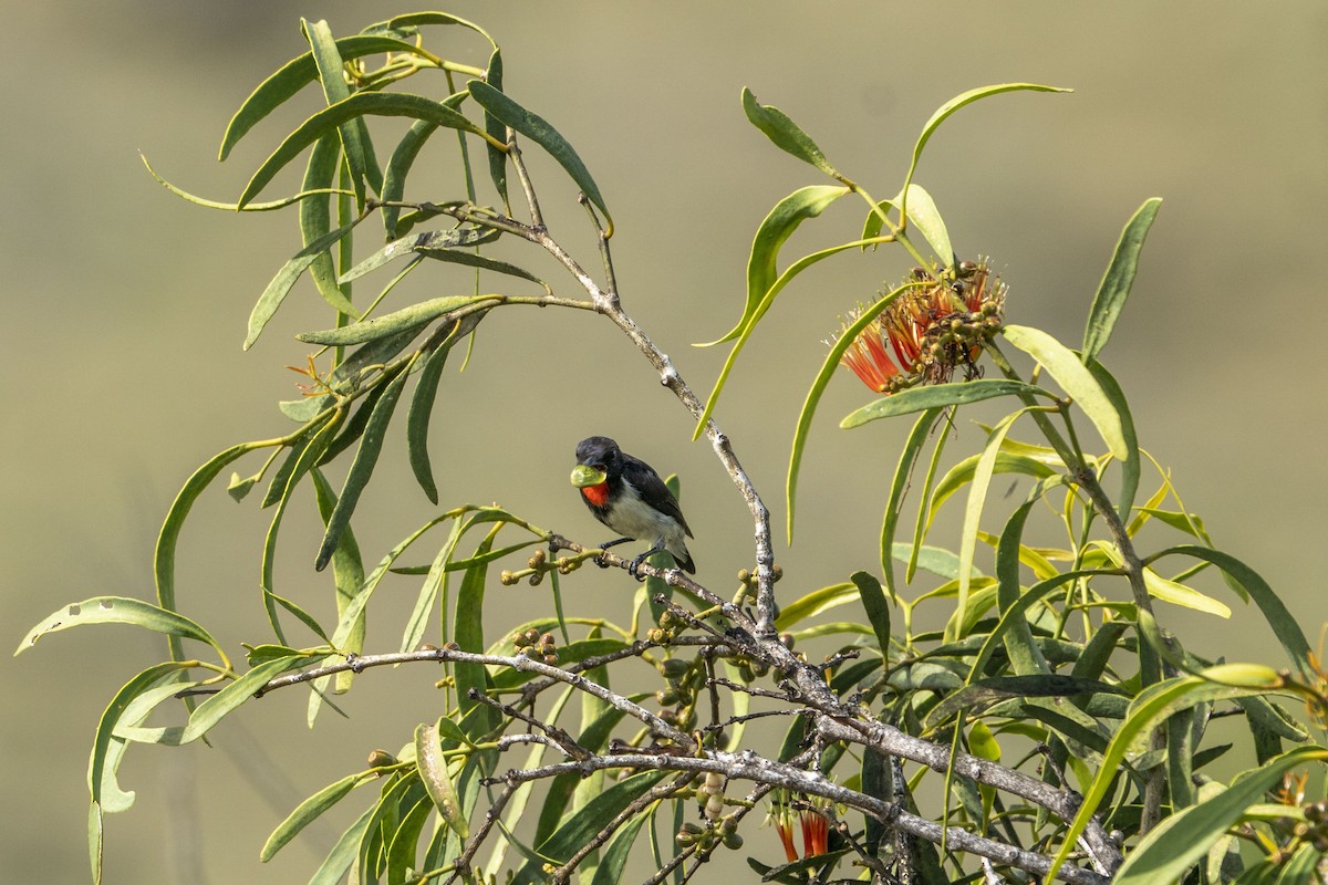 Red-chested Flowerpecker - ML622195114