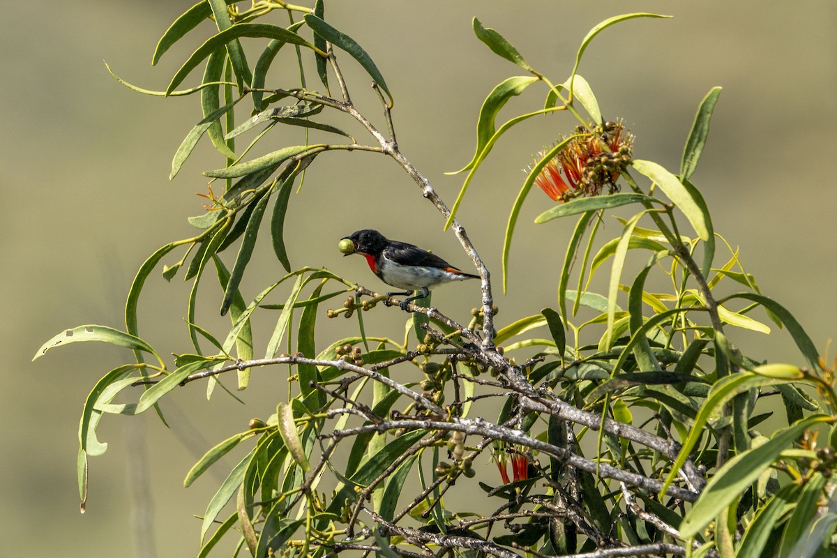 Red-chested Flowerpecker - ML622195115