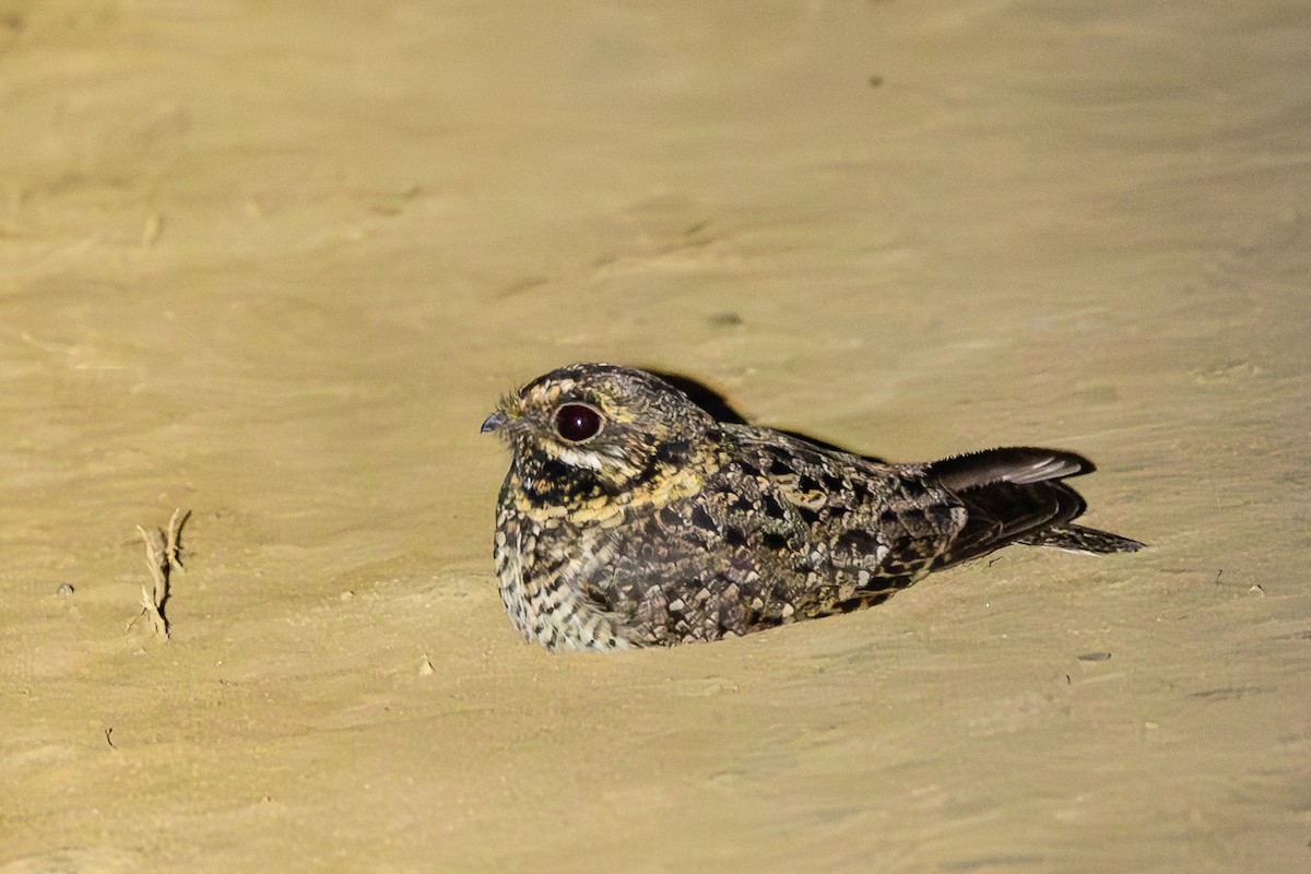 Swamp Nightjar - Anders Peltomaa