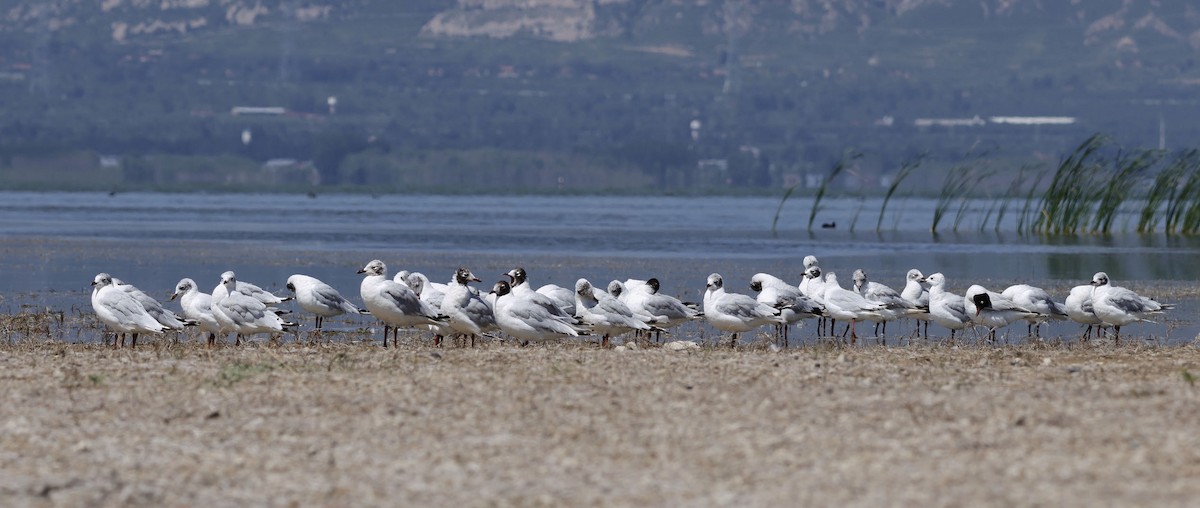 Relict Gull - ML622195151