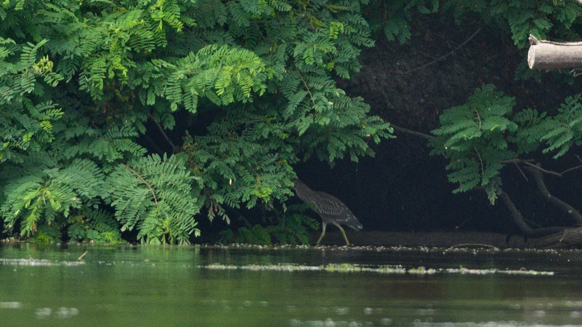 Black-crowned Night Heron - ML622195229