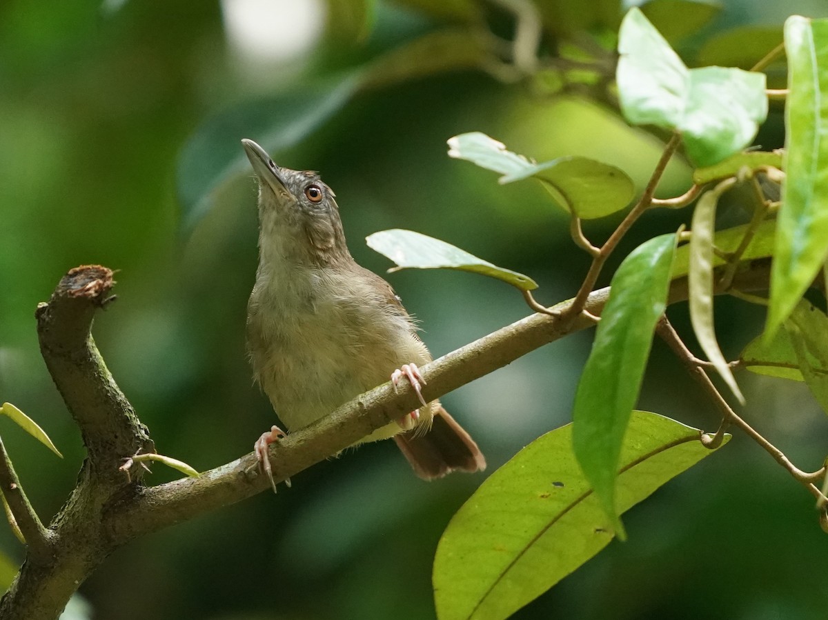 Abbott's Babbler - ML622195300