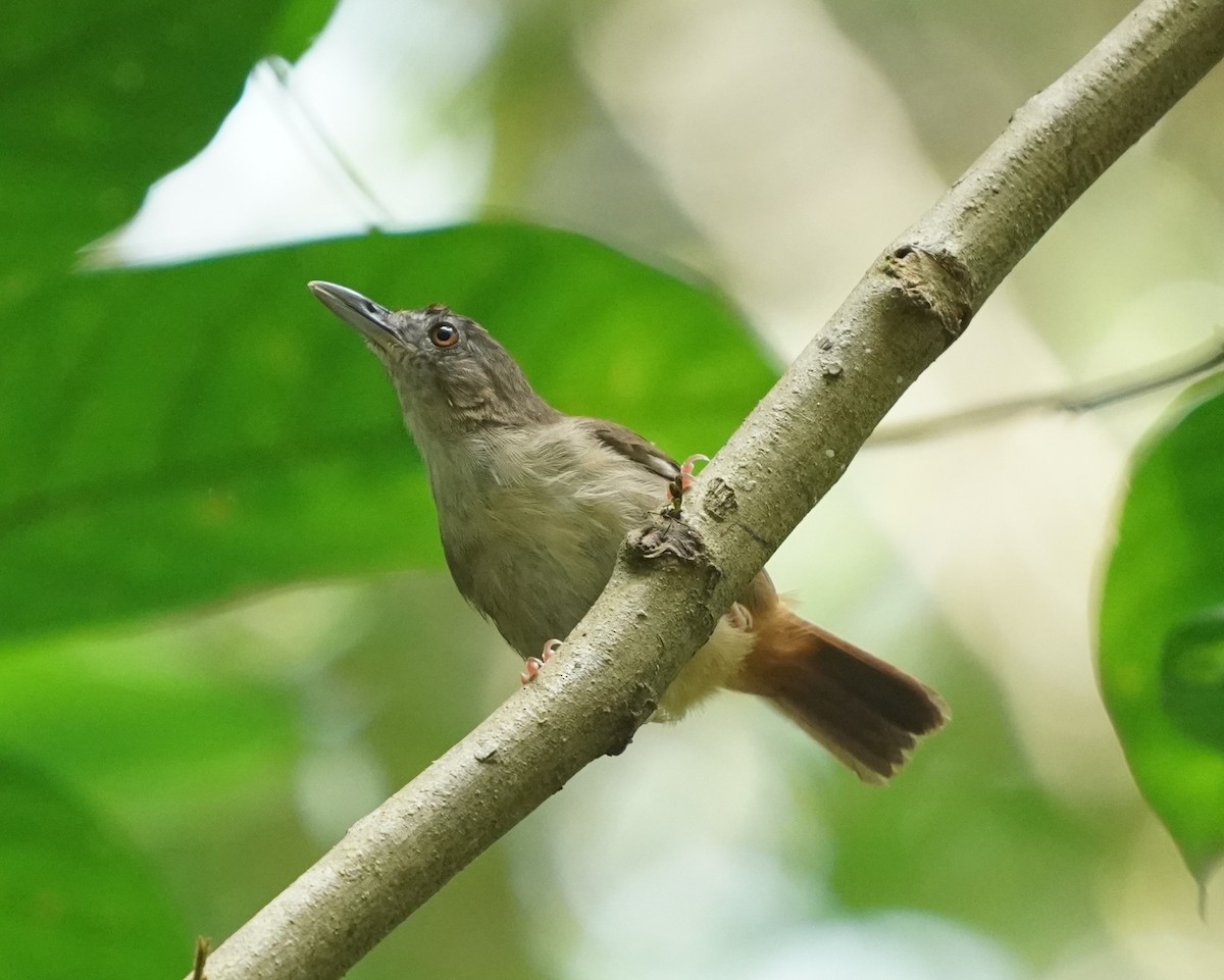 Abbott's Babbler - ML622195301