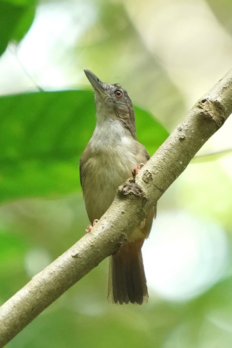 Abbott's Babbler - Keng Keok Neo