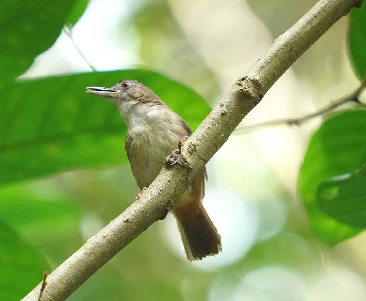 Abbott's Babbler - ML622195303