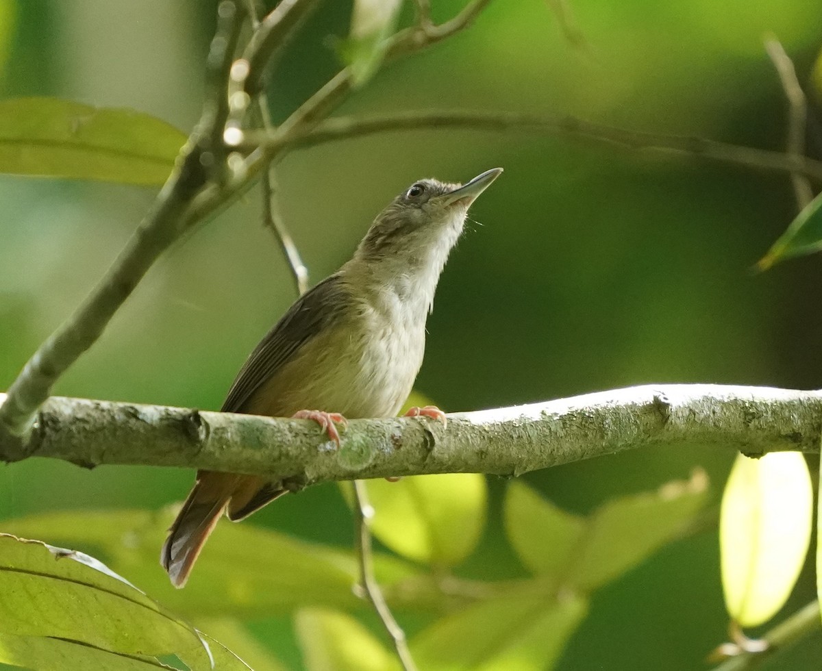 Abbott's Babbler - ML622195304