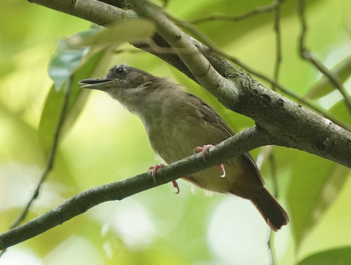 Abbott's Babbler - Keng Keok Neo