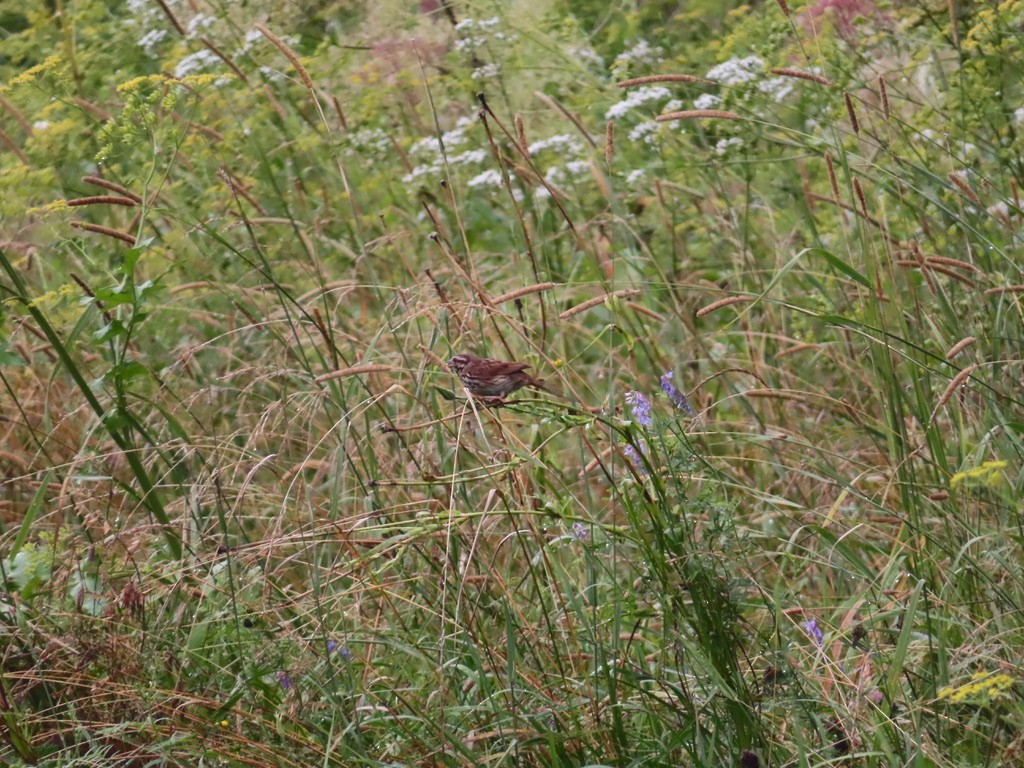 Song Sparrow - ML622195340