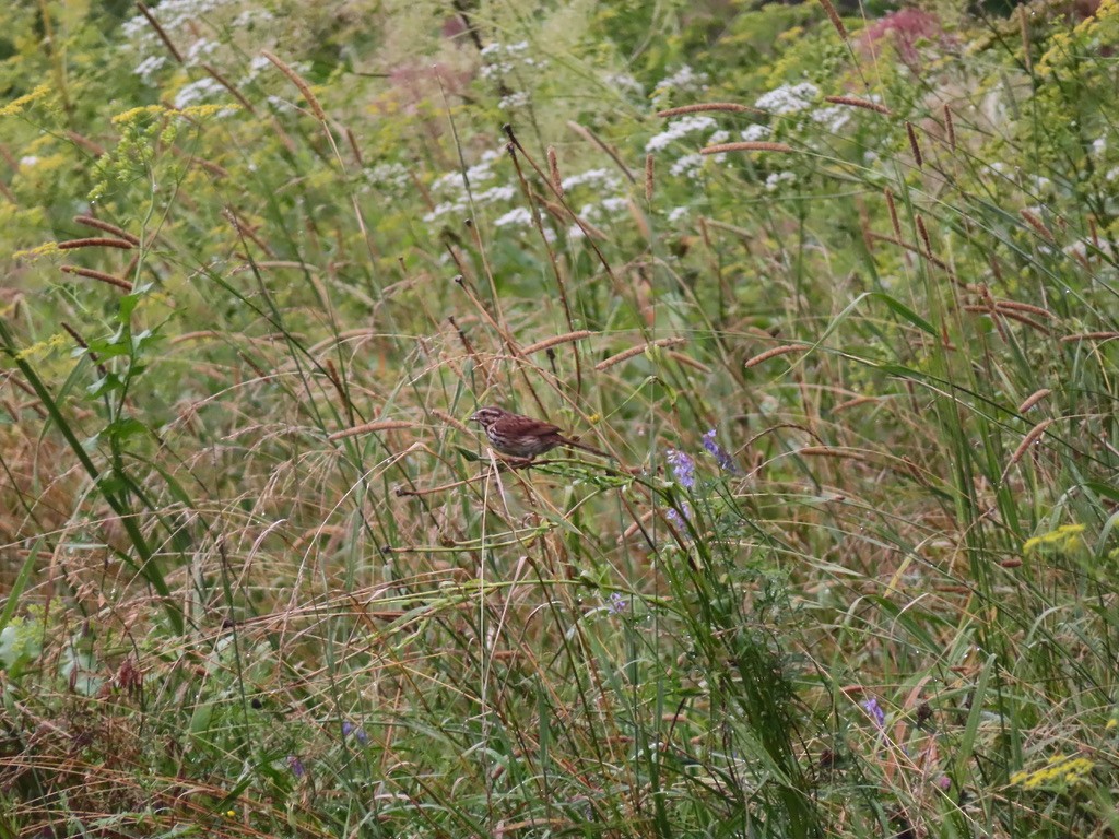 Song Sparrow - ML622195342