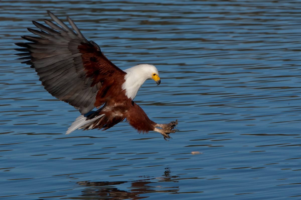African Fish-Eagle - ML622195344