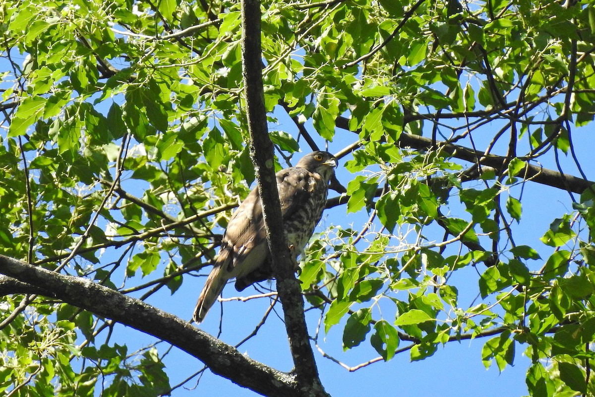 Crested Goshawk - ML622195347