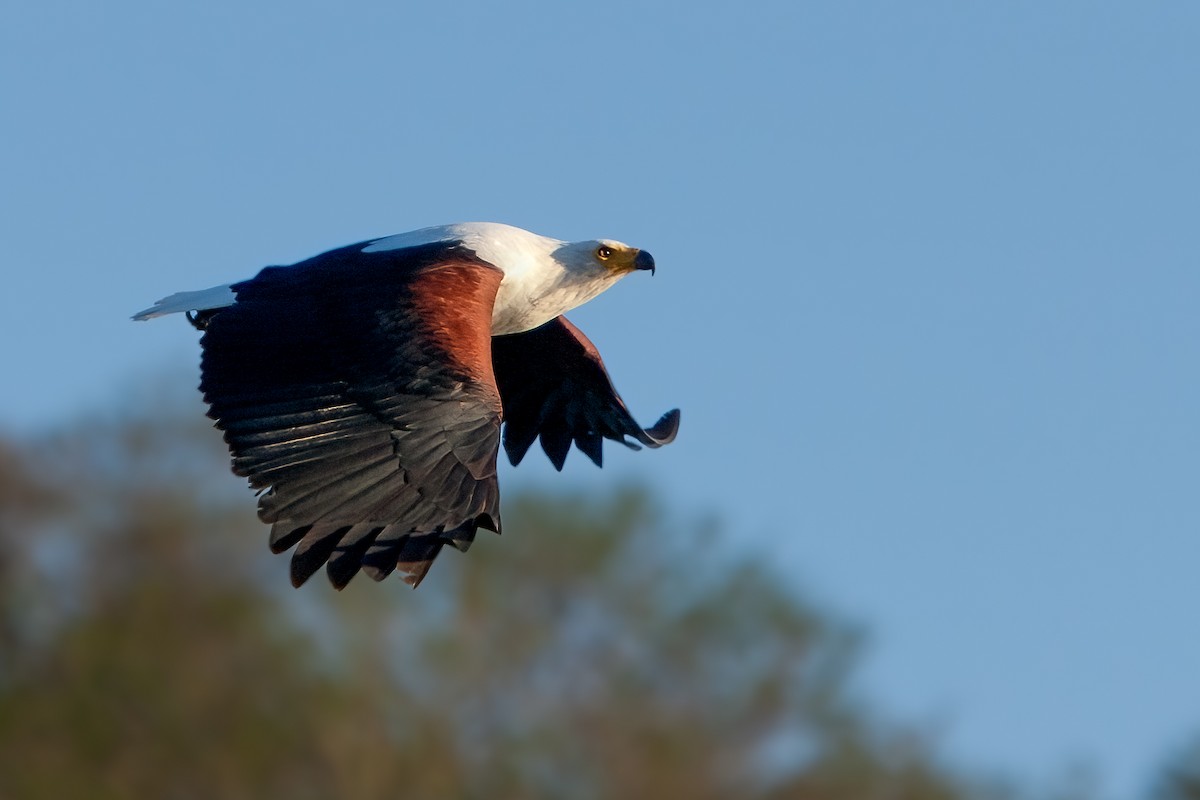 African Fish-Eagle - ML622195350