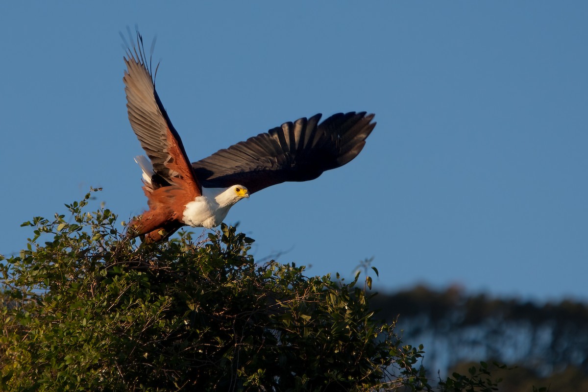African Fish-Eagle - ML622195351