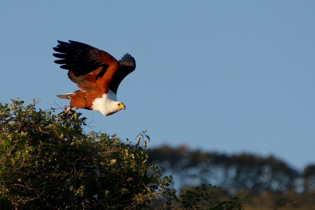 African Fish-Eagle - ML622195352