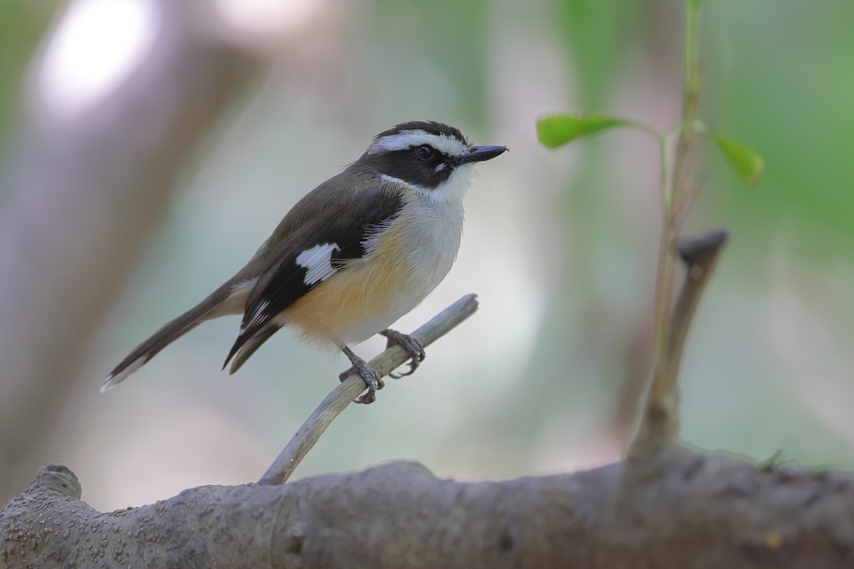 Buff-sided Robin - ML622195353