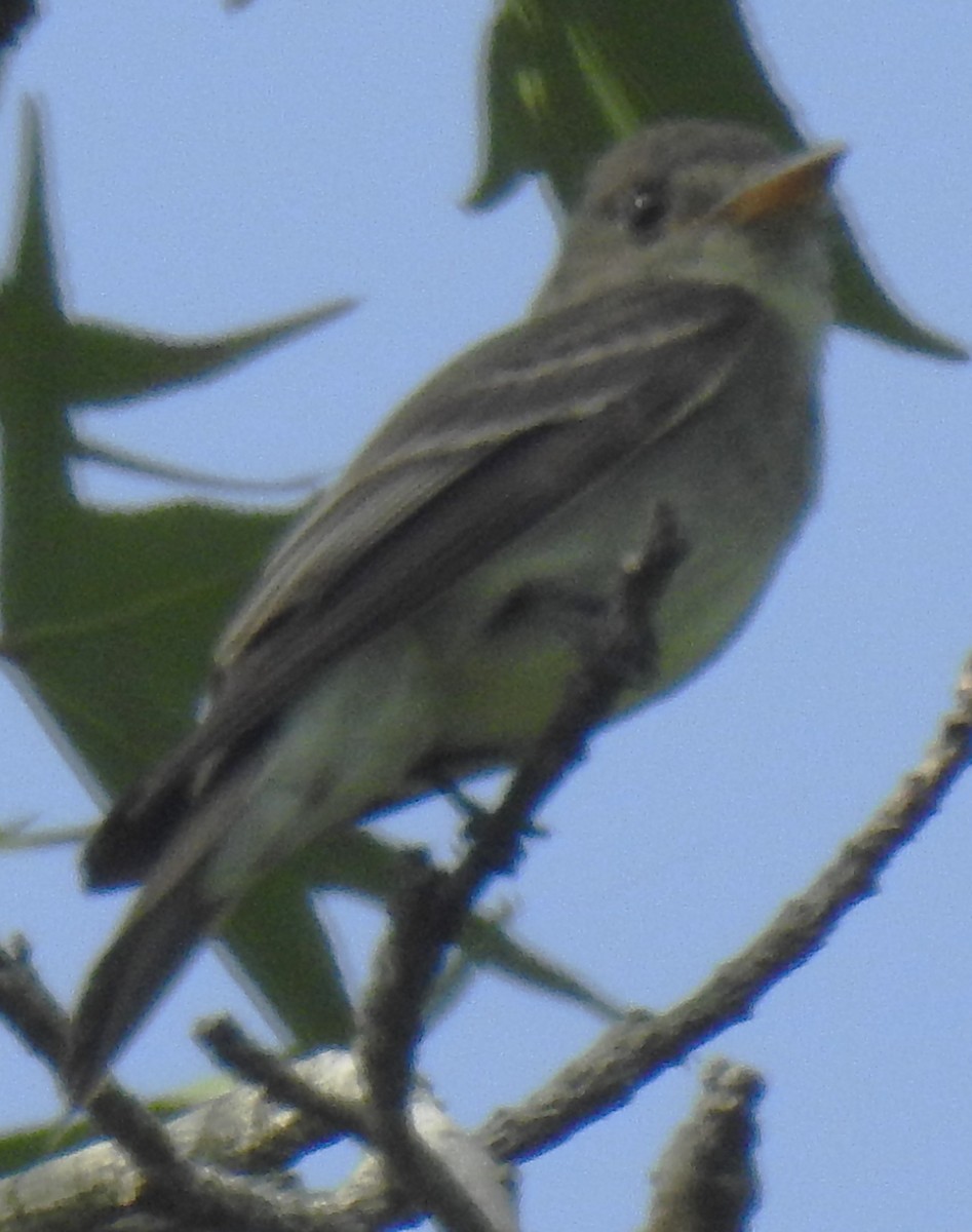 Eastern Wood-Pewee - ML622195354