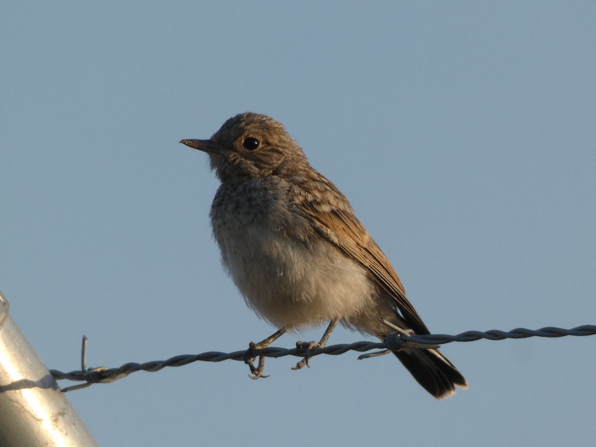 Western Black-eared Wheatear - ML622195355