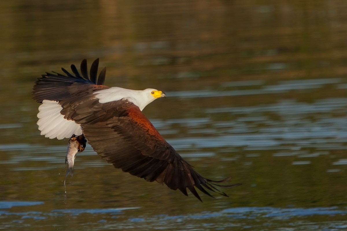 African Fish-Eagle - ML622195357
