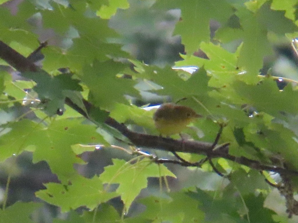 Nashville Warbler - Gabriel LeRoy