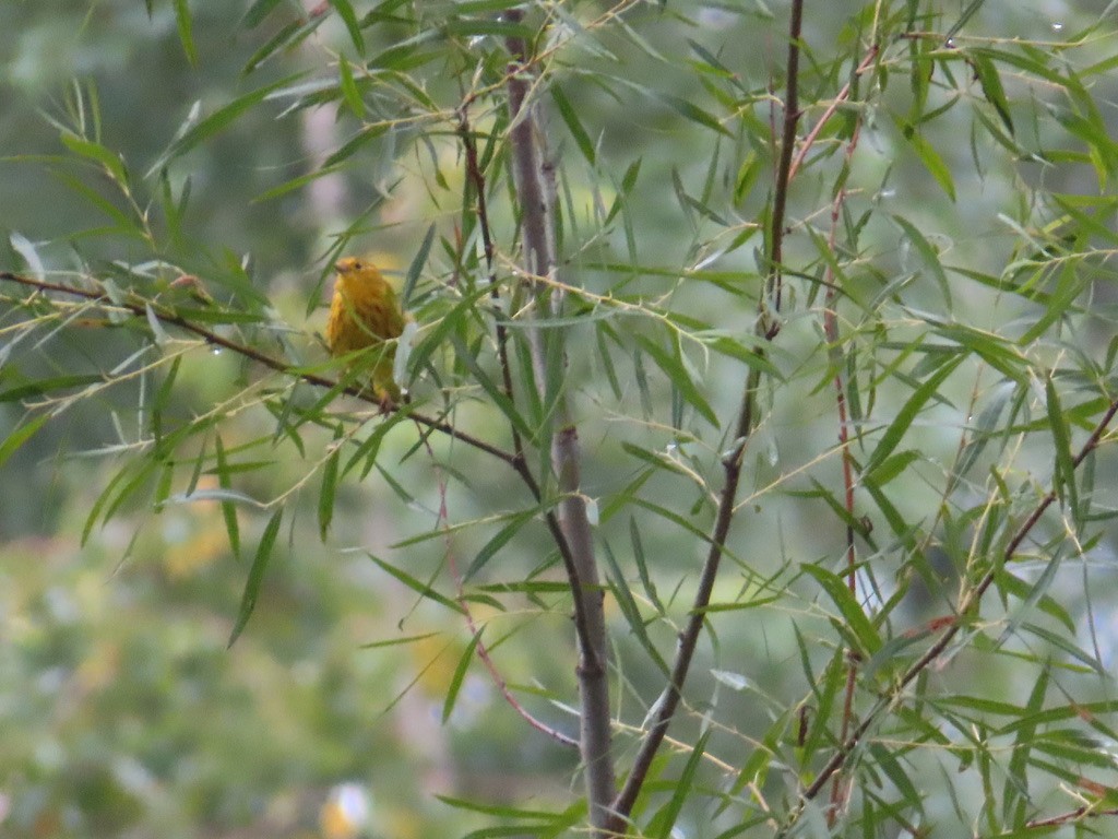 Yellow Warbler - ML622195359