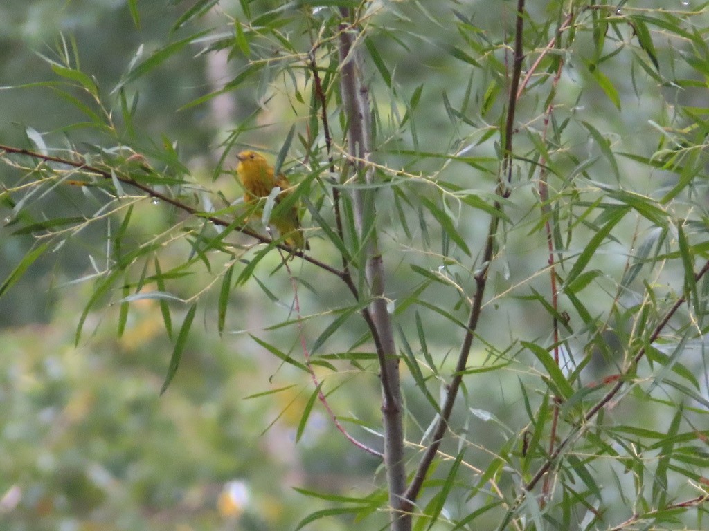 Yellow Warbler - ML622195360