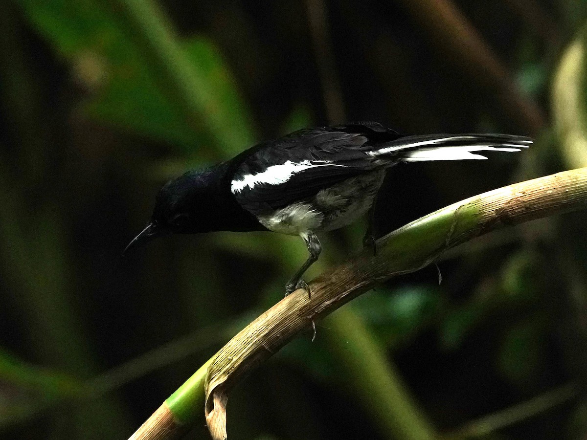 Oriental Magpie-Robin - ML622195361