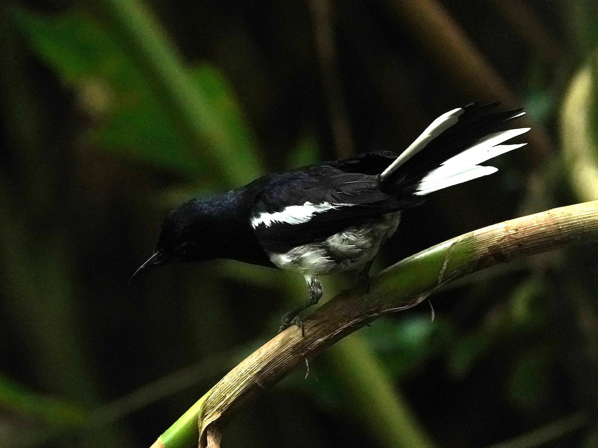 Oriental Magpie-Robin - ML622195362