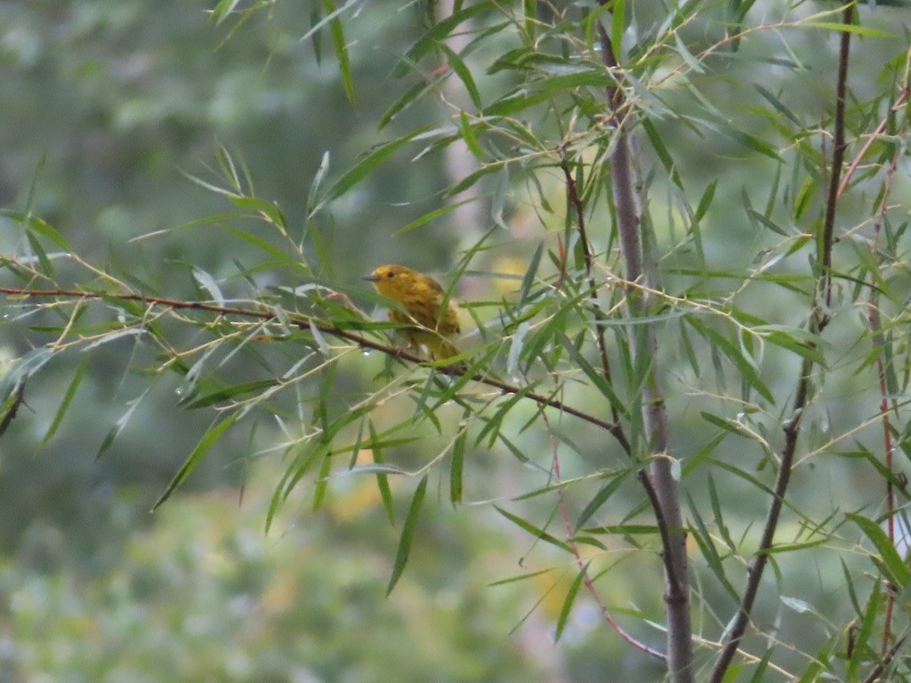 Yellow Warbler - ML622195363